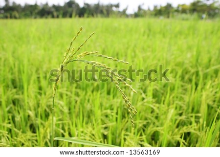 Close up of rice at paddy field on sunny day.