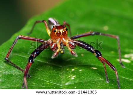A spider (Epeus Alboguttatus) eating insect on green leaf.