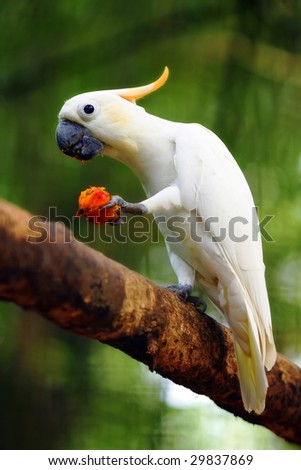A cockatoo eating fruit on tree branch over green background.