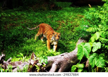 A tiger standing on green grassland in Taiping Zoo, Malaysia.