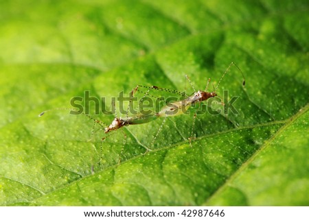 Close up of plant bugs (Metacanthus Pulchellus) mating on green leaf.