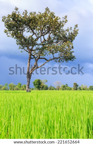 Tree on rice field and storm