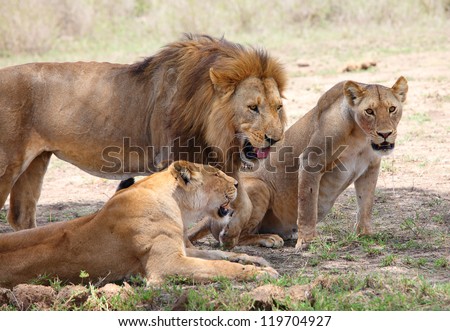 Pride of lions, Serengeti National Park, Tanzania