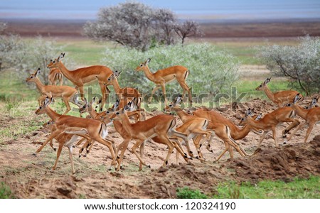 Impala antelopes running, Lake Manyara Park, Tanzania