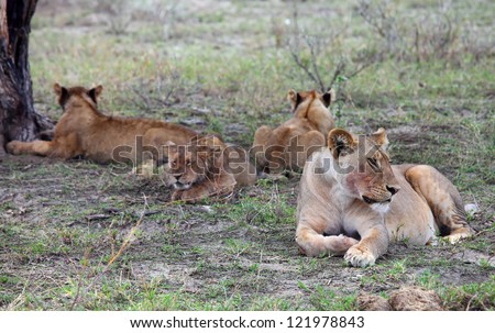 Pride of lions resting, Tanzania