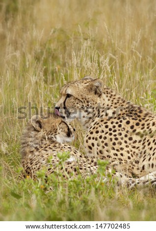 Cheetahs, mum grooming her baby