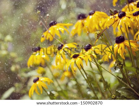 Rudbeckia flowers in the rain