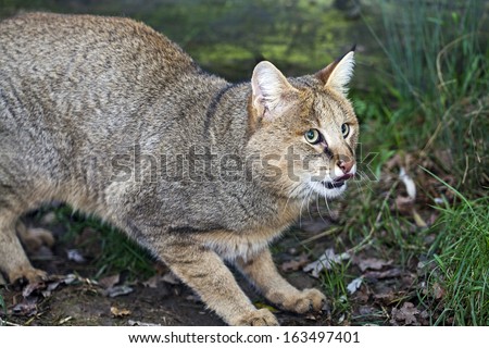 Jungle cat, Felis chaus