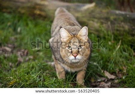 Jungle cat, felis chaus