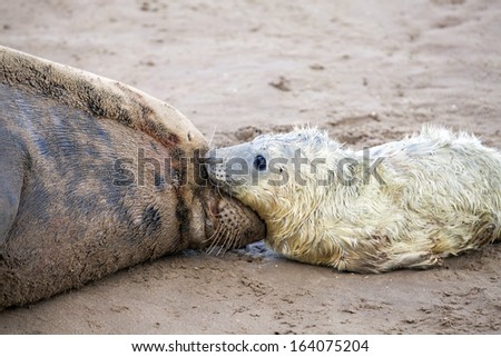 Grey seals, mother forming a bond with a newborn pup, Donna Nook, Lincolnshire, UK