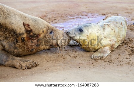 Grey seals, mother and newborn pup forming a bond, Donna Nook, UK