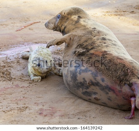 Grey seals, mother seal with a pup minutes after giving birth, Donna Nook, Uk