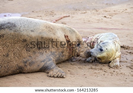 Grey seals, mother a newborn pup forming a bond, Donna Nook, Uk