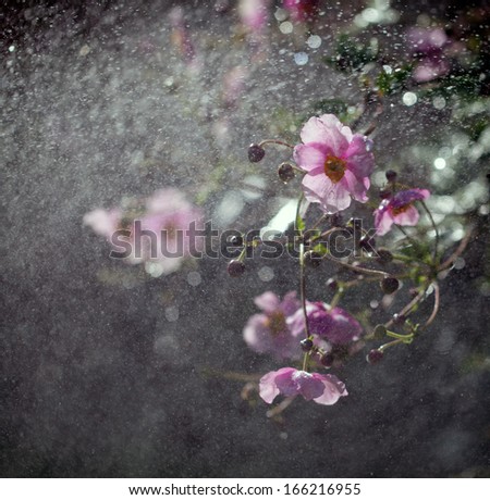 Anemone flower in the rain