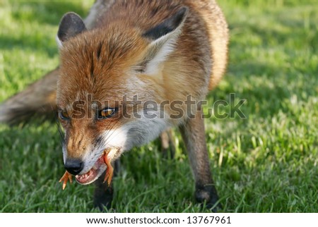 Fox Chicken
