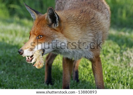 Fox eating chicken