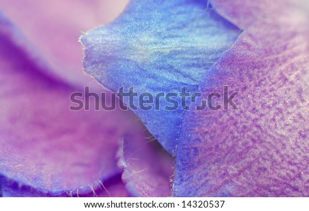 Macro picture of purple flower