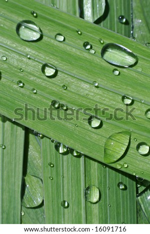 Rain on the leaf