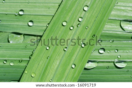 Rain on the leaf