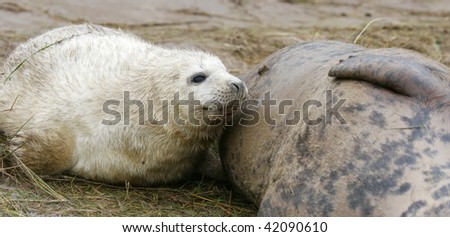 Grey seal pup drinking its mum\'s milk