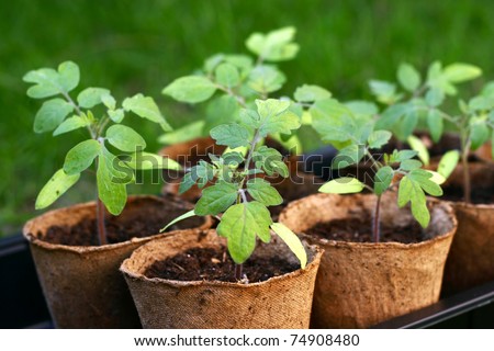 Young tomato seedlings