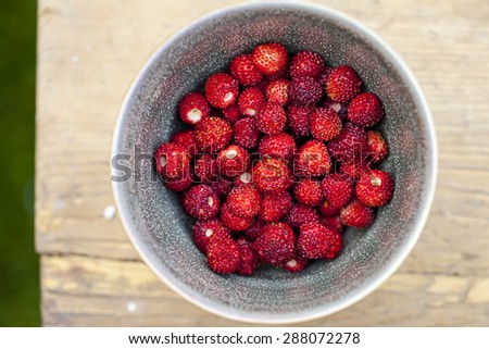Alpine strawberries