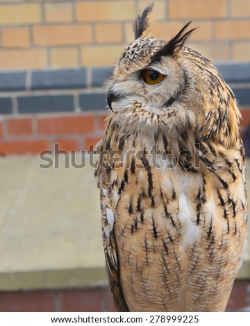 Rescued European Eagle Owl. Owl Trust education programme, Haverthwaite Cumbria England 10.5.15