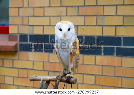 Rescued Barn Owl. Owl Trust education programme, Haverthwaite Cumbria England 10.5.15