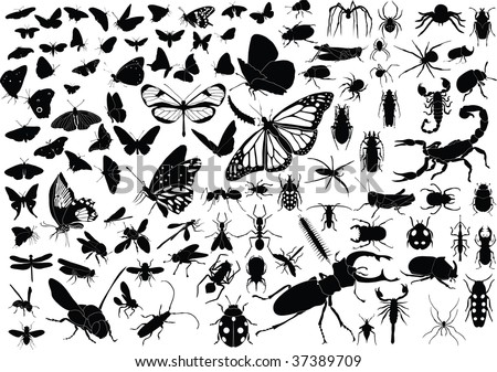 Pictures Of Insects And Bugs. insects (butterflies, ugs