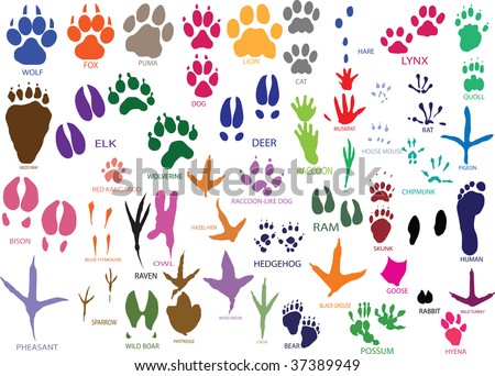 Animals Paw Prints