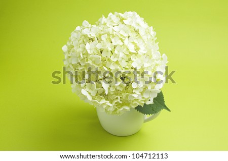 flowers of white hydrangea in a vase on a light green background