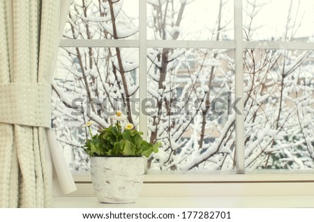 Bellis flowers in a pot on a window in a  snowy day