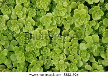 green plant texture, leaves background