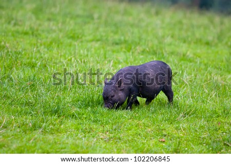 little black piglet