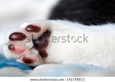 Cat\'s paw closeup