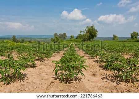Cassava or manioc farmland agriculture plant field in Thailand