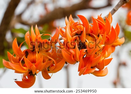 Bastard Teak, Bengal Kino or Flame of the Forest flower bloom of Southeast Asia in Thailand