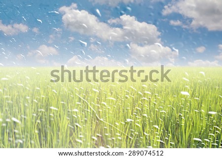Rain drops on a window or water drops on grass blurred with green rice field and blue sky.