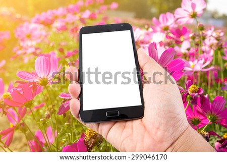 Man hand hold touch screen smart phone on Pink Cosmos Flower background.