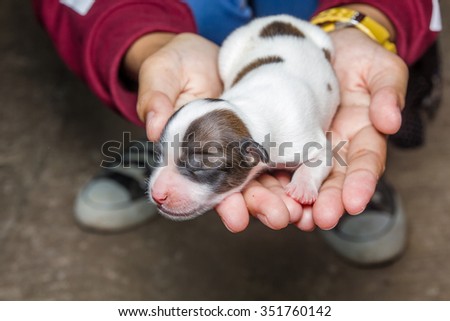 Dog new born puppy in the caring hands, Selective focus, shallow depth of field.