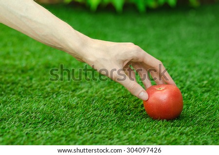 Vegetarians and fresh fruit and vegetables on the nature of the theme: human hand holding a red tomato on a background of green grass