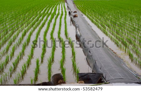 rice fields and ducks with water in Japan