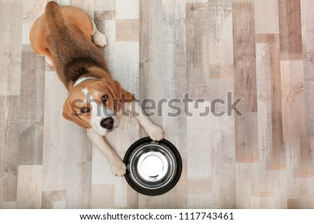 Cute Beagle dog lying on floor near bowl, top view