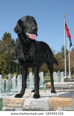 Flat Coat Retriever at a Park with flags