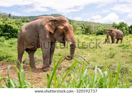 asian elephant in elephant camp,chiangmai thailand