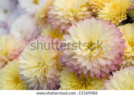 A lush grouping of fall chrysanthemums, or mums, in buttery yellow blended with rosy pink. Pure white mums are in far background.