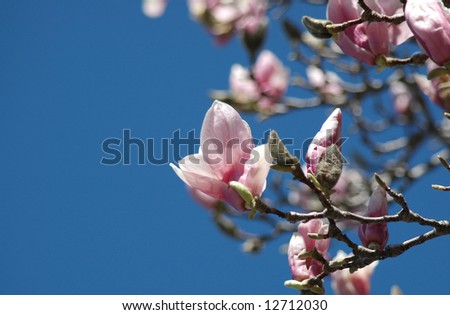 pink magnolia tree pictures. stock photo : Pink magnolia blossom on gnarled tree branch with clear deep blue sky in