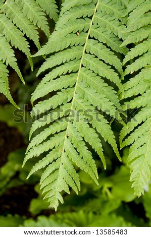 Green fern fronds closeup in forest area with green underbrush.