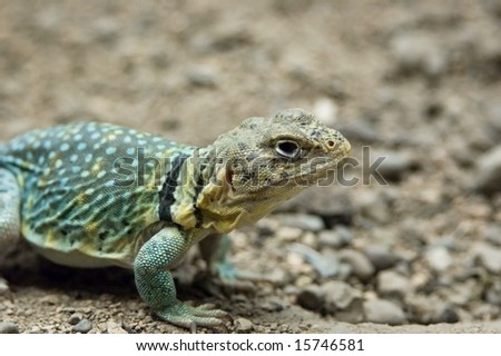 Small lizard or reptile in green and yellow with textured skin on dirt surface.