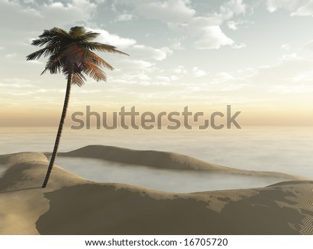 Single palm tree on small sand dunes at sunrise. Calm and peaceful with misty atmosphere.